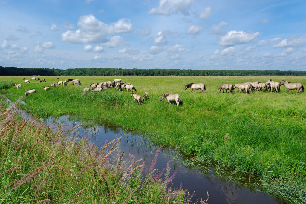 Wild horses on a pasture next to the small river, national park.