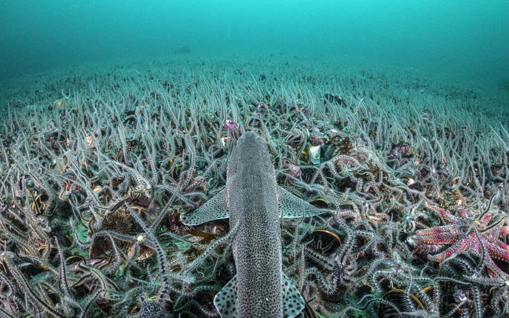 Small-spotted catshark (Scyliorhinus canicula) on protected Horse mussel (Modiolus modiolus) beds covered by Brittle stars, Shetland, Scotland, UK, North Sea.