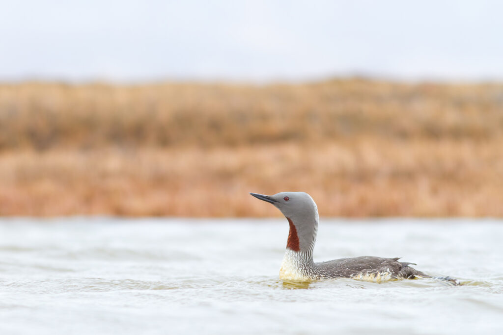 Red-throated diver rafting on bog pool, Iceland.