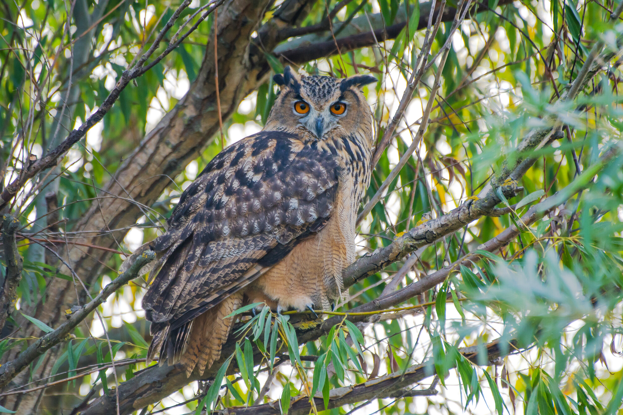 Eagle-owl