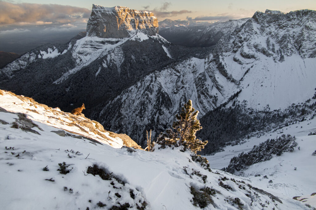 Alpine ibex in front of Mont Aiguille in the Dauphiné Alps, France.