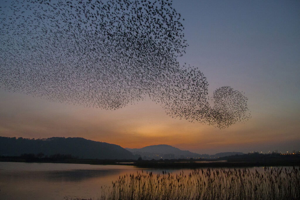 Common Starling (Sturnus vulgaris) flock flying over lake, Wales, United Kingdom.