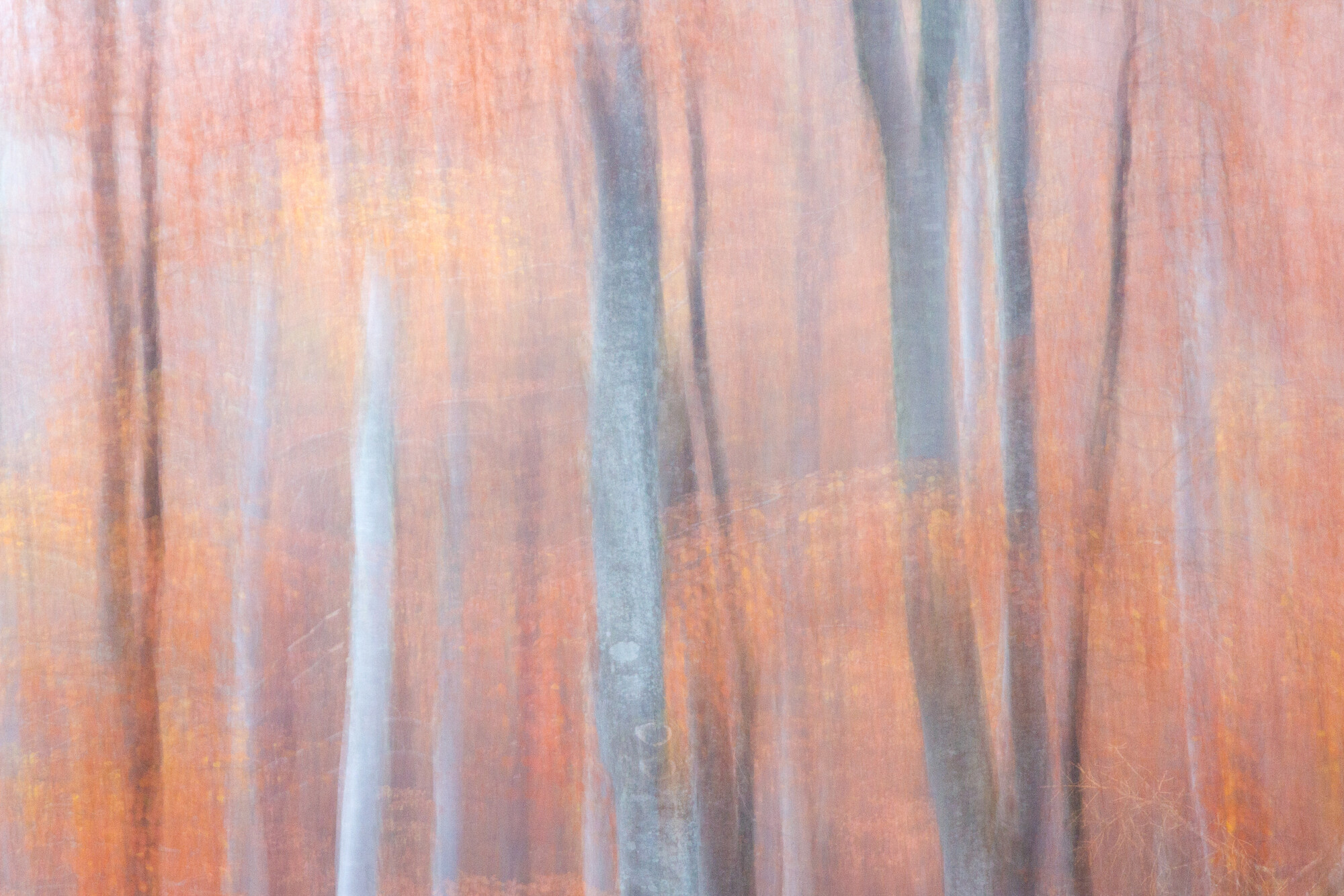 Abstract of beech woodland. Cairngorms National Park, Scotland.