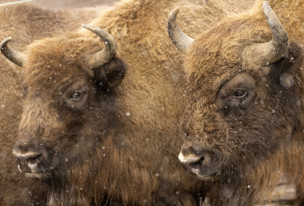 Bison release in Iberian Highlands, Spain.