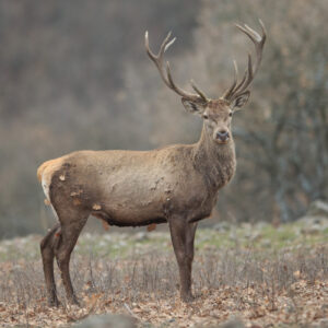 Red deer in the Rhodope Mountains, Bulgaria