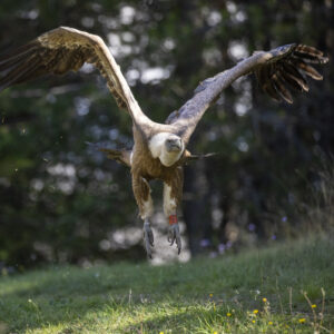 Rewilding Apennines field officer Fabrizio Cordischi releases a griffon vulture (Gyps fulvus) after GPS tagging operations. Velino Nature Reserve, Abruzzo - Central Apennines, Italy. 2021