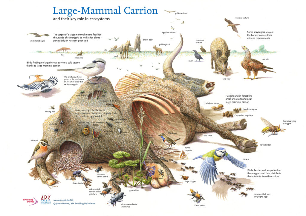Illustration by Jeroen Helmer/ Ark Rewilding Netherlands