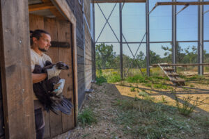 The cinereous vulture recovery programme in the Rhodope Mountains is being carried out by the Bulgarian Society for the Protection of Birds (BSPB), in cooperation with the Rewilding Rhodopes team, and is being funded by Rewilding Europe. The birds were provided by the Spanish NGO GREFA (Grupo de Rehabilitación de la Fauna Autóctona).