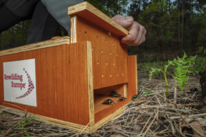 Dung beetles being released at ERN member Cousseau dunes and wetlands (l'Étang de Cousseau), France, April 2023.