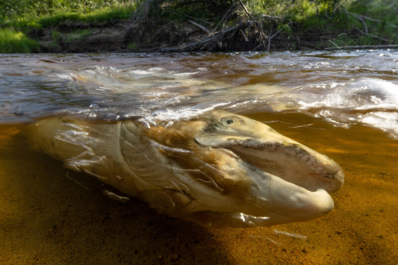 Atlantic salmon carcass in river, Swedish Lapland.