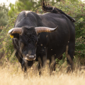 A tauros bull, a hybrid of ancient domestic breeds of cattle to mimic the extinct aurochs. Iberian Highlands rewilding landscape, Spain.