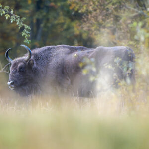 Wild Bison in the Southern Carpathians