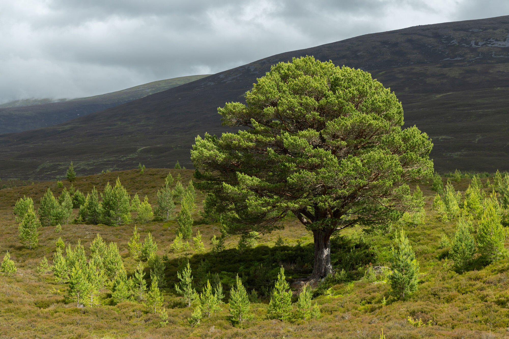 An old granny pine with young trees growing around it. Cairngorms National Park, Scotland.