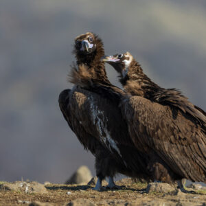 Black vulture in Rhodope Mountains