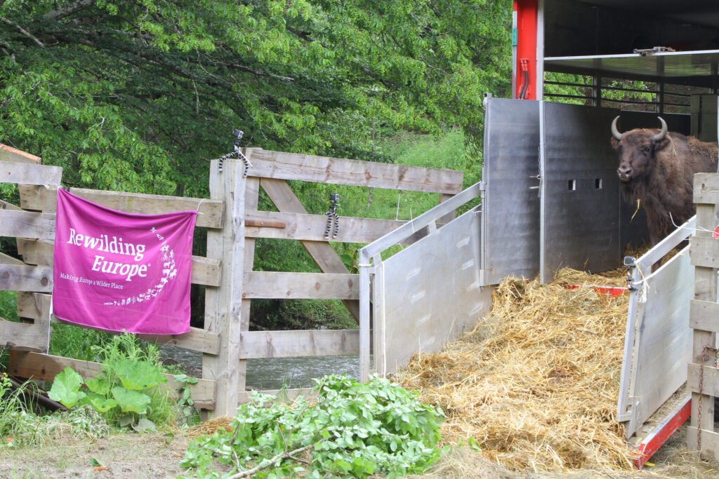 Bison release in the Southern Carpathians rewilding area, Romania
