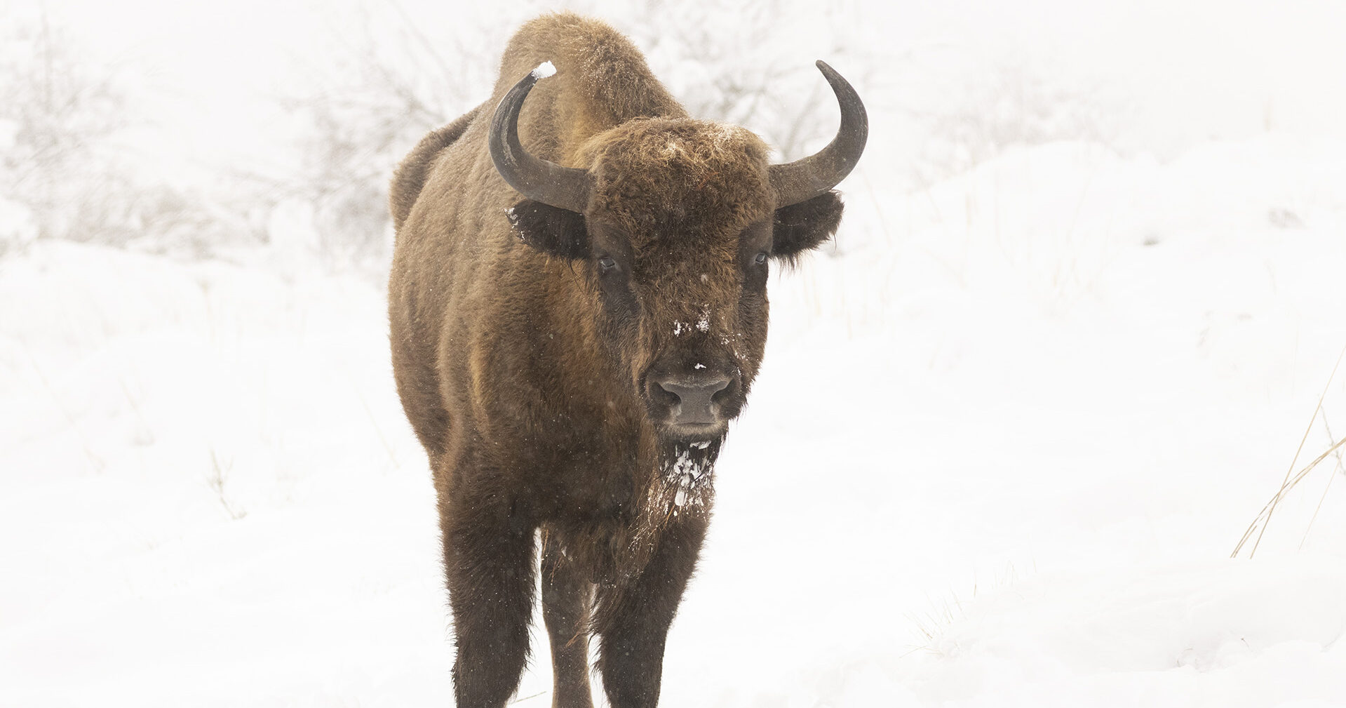European bison arrive in Iberian highlands for first time