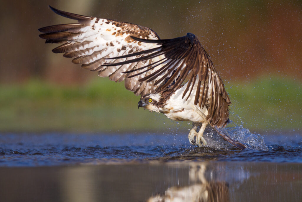 Osprey (Pandion haliaetus) fishing in loch. Cairngorms National Park, Scotland.