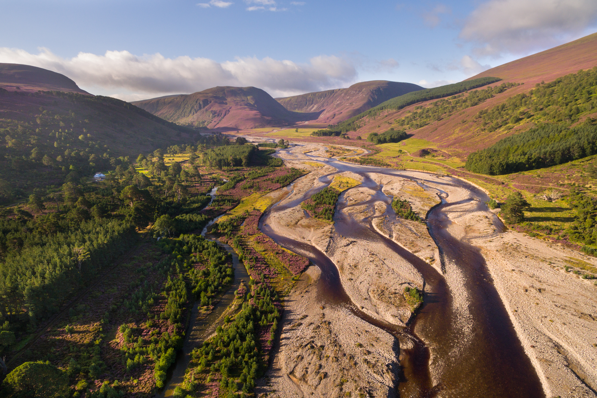 Regenerating woodland growing alongside the River Feshie in Glenfeshie.  Cairngorms National Park, Scotland.