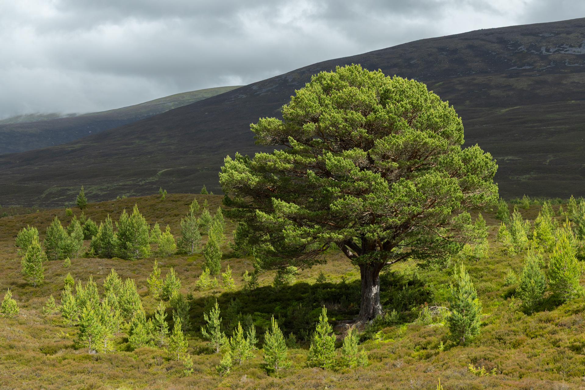 An old granny pine with young trees growing around it. Cairngorms National Park, Scotland.