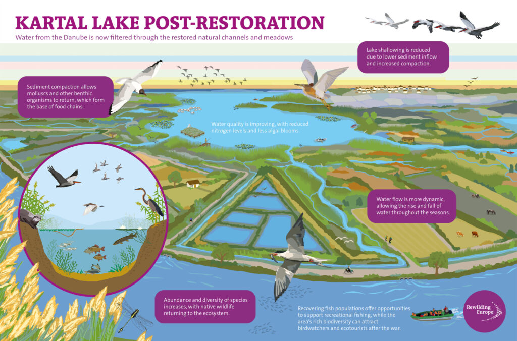 Kartal lake after restoration infographics, Danube Delta Rewilding landscape, Ukraine