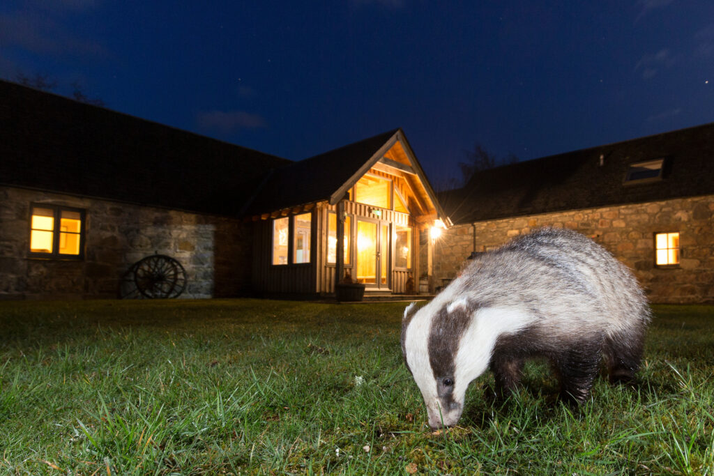 Badger (Meles meles) in front of building at night, Cairngorms, Scotland.