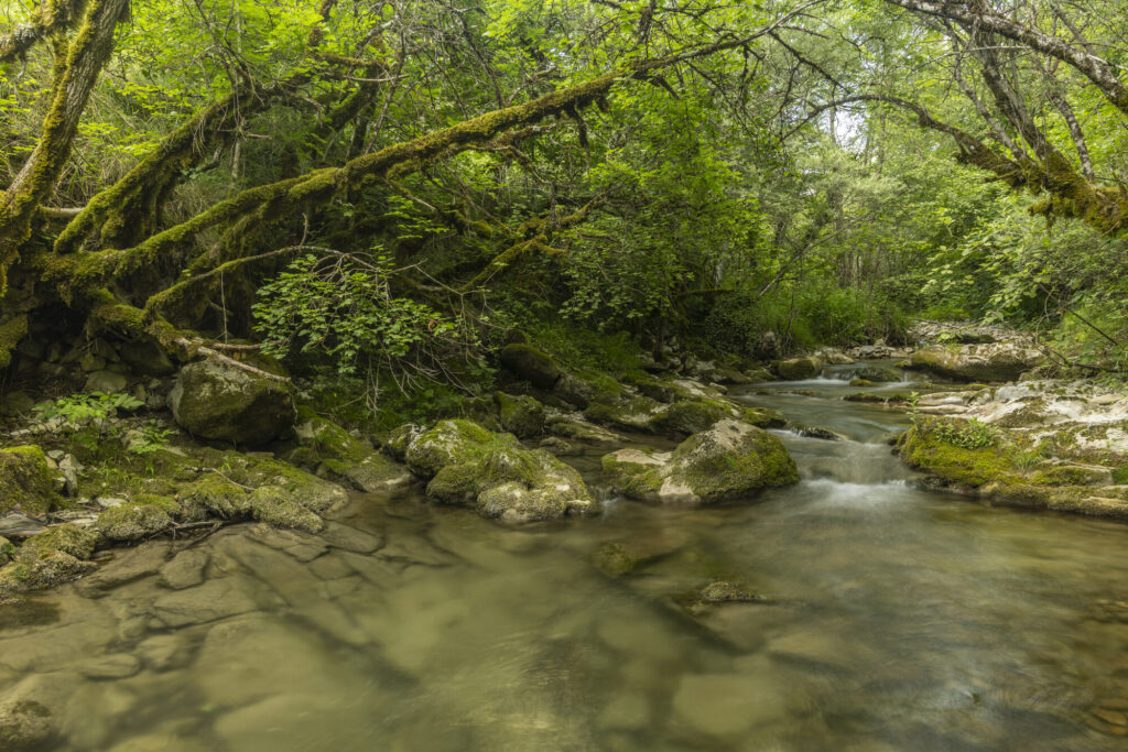The Comane river running through a wooded gorge in the Dauphiné Alps rewilding landscape, France.