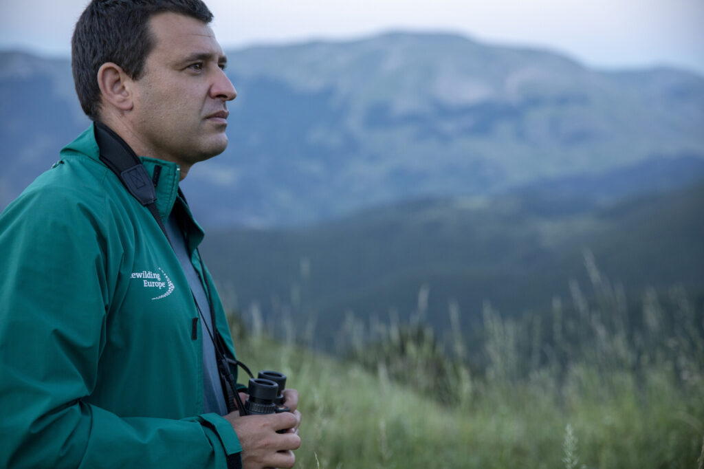Rewilding Apennines Team leader, Mario Cipollone, scanning mountain slopes for Marsican brown bears (Ursus arctos marsicanus). Mount Genzana Nature Reserve, Central Apennines, Italy. 2020