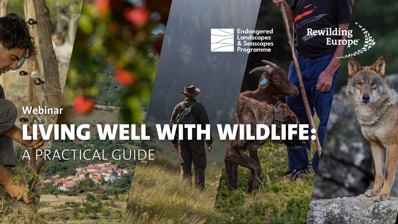 Webinar: Living well with wildlife: a practical guide