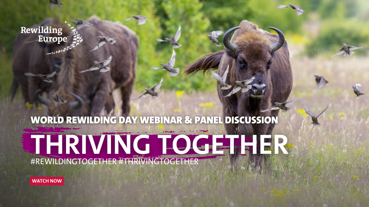 world rewilding day webinar & panel discussion