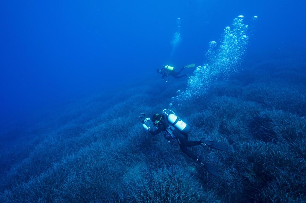 Scientists during healthcheck monitoring survey on neptune grass, Posidonia oceanica, beds Sarıgerme Turkey.