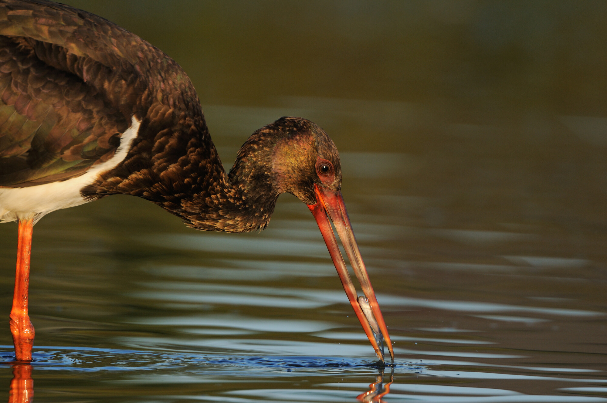 Mission: Black Storks River Elbe Germany; Biosphärenreservat Niedersächsische Elbtalaue; adult; Schwarzstorch; Black Stork; Ciconia nigra; juvenil; Biosphere Reserve Middle Elbe. digitally cleaned.