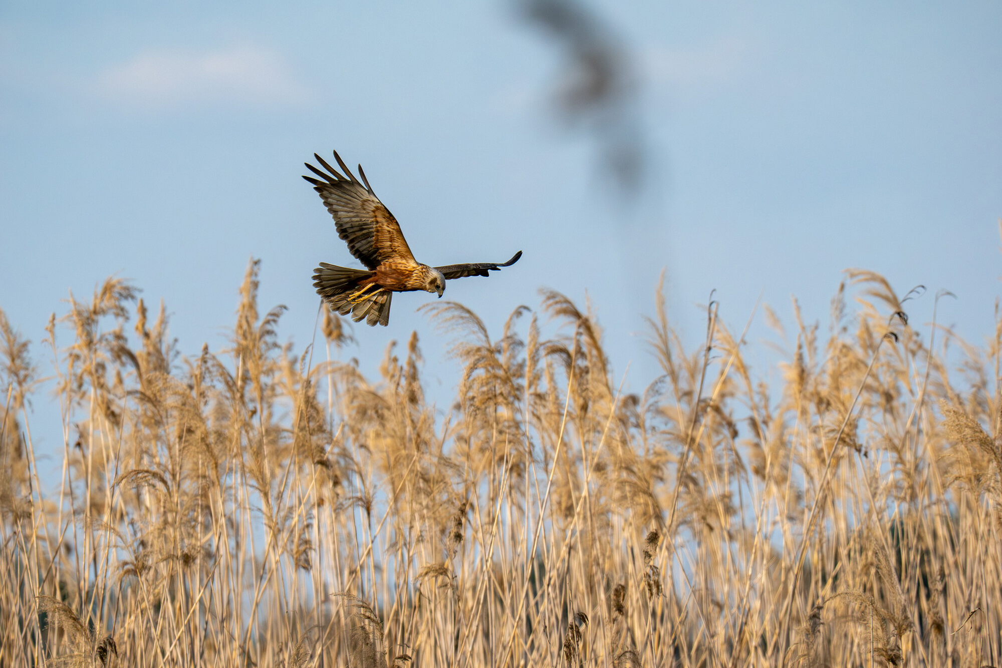 A marsh harrier hunts over reedbeds at Ultima Fronteira, Romania.