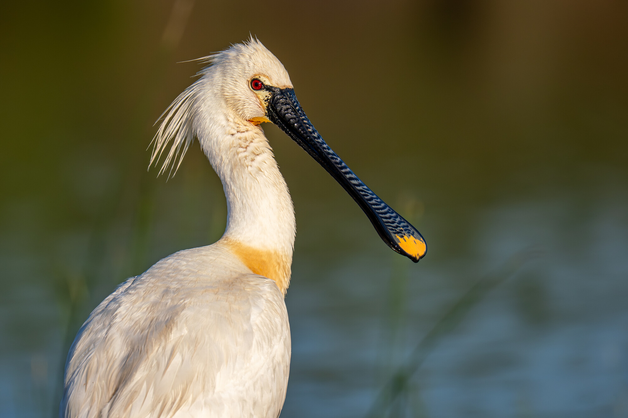 A spoonbill wading through wetland pools at Ultima Fronteira, Romania.