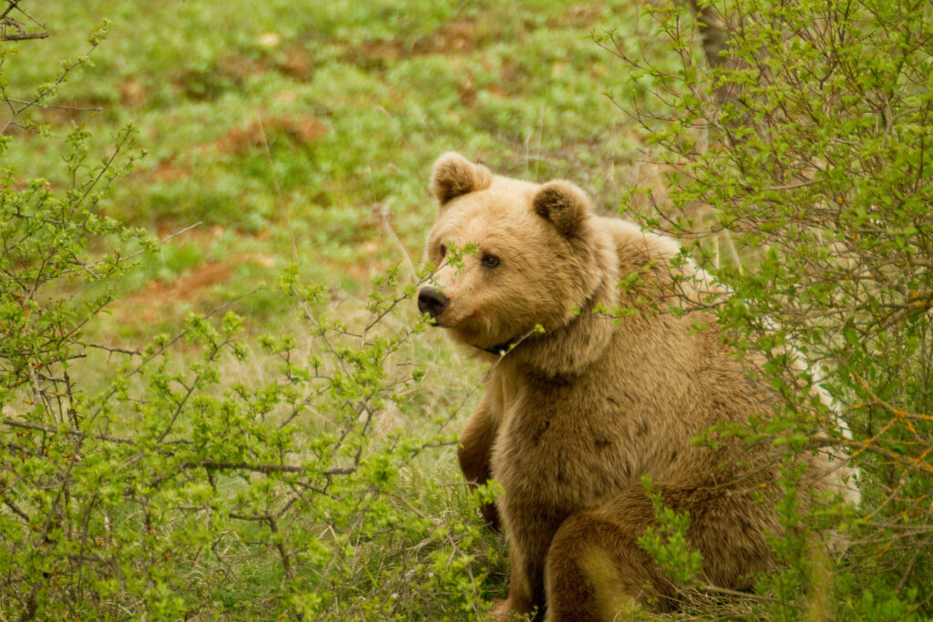 Bear in the Northern Pindos region