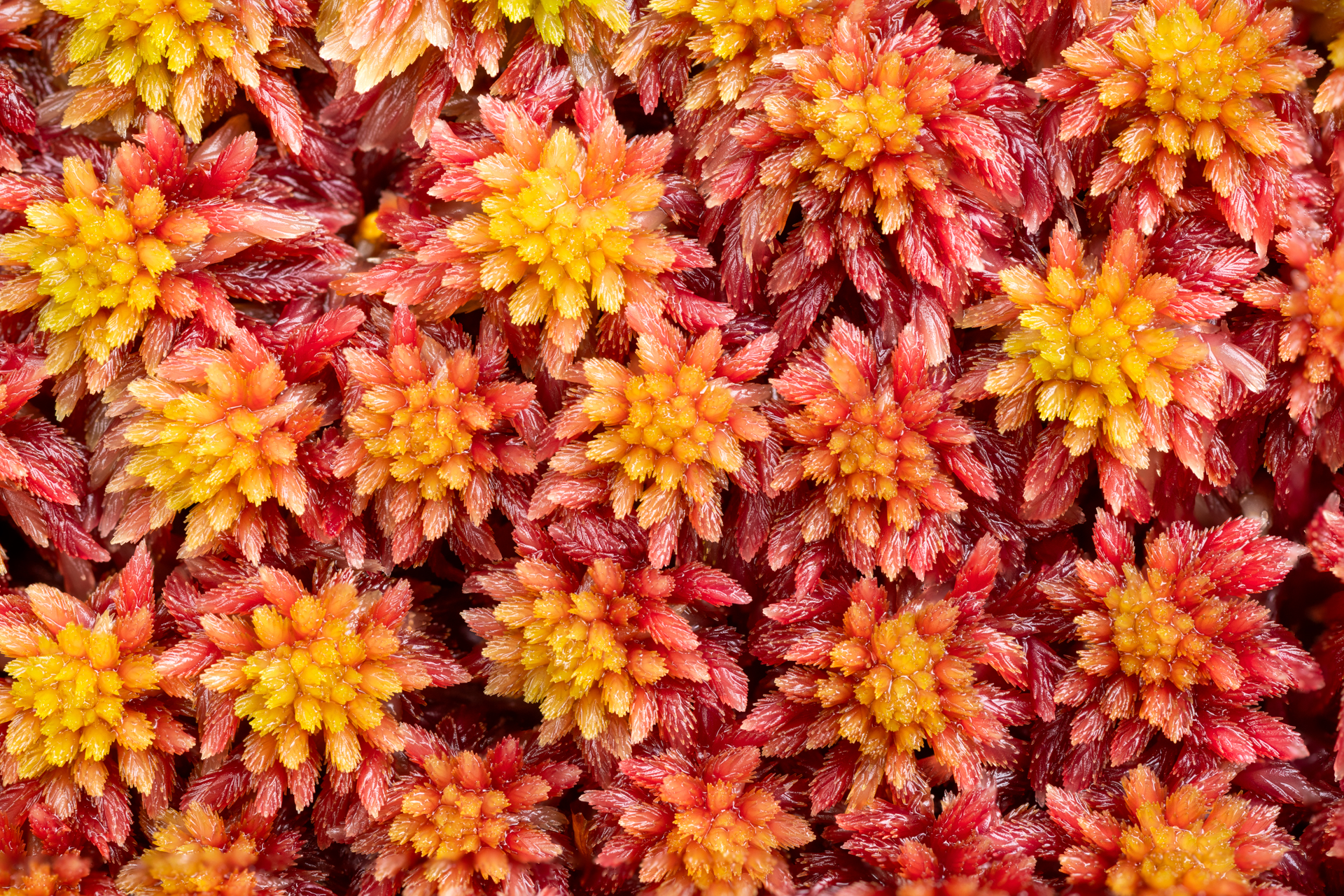 Red bog-moss (Sphagnum capillifolium). Glen Cannich, Affric Highlands.