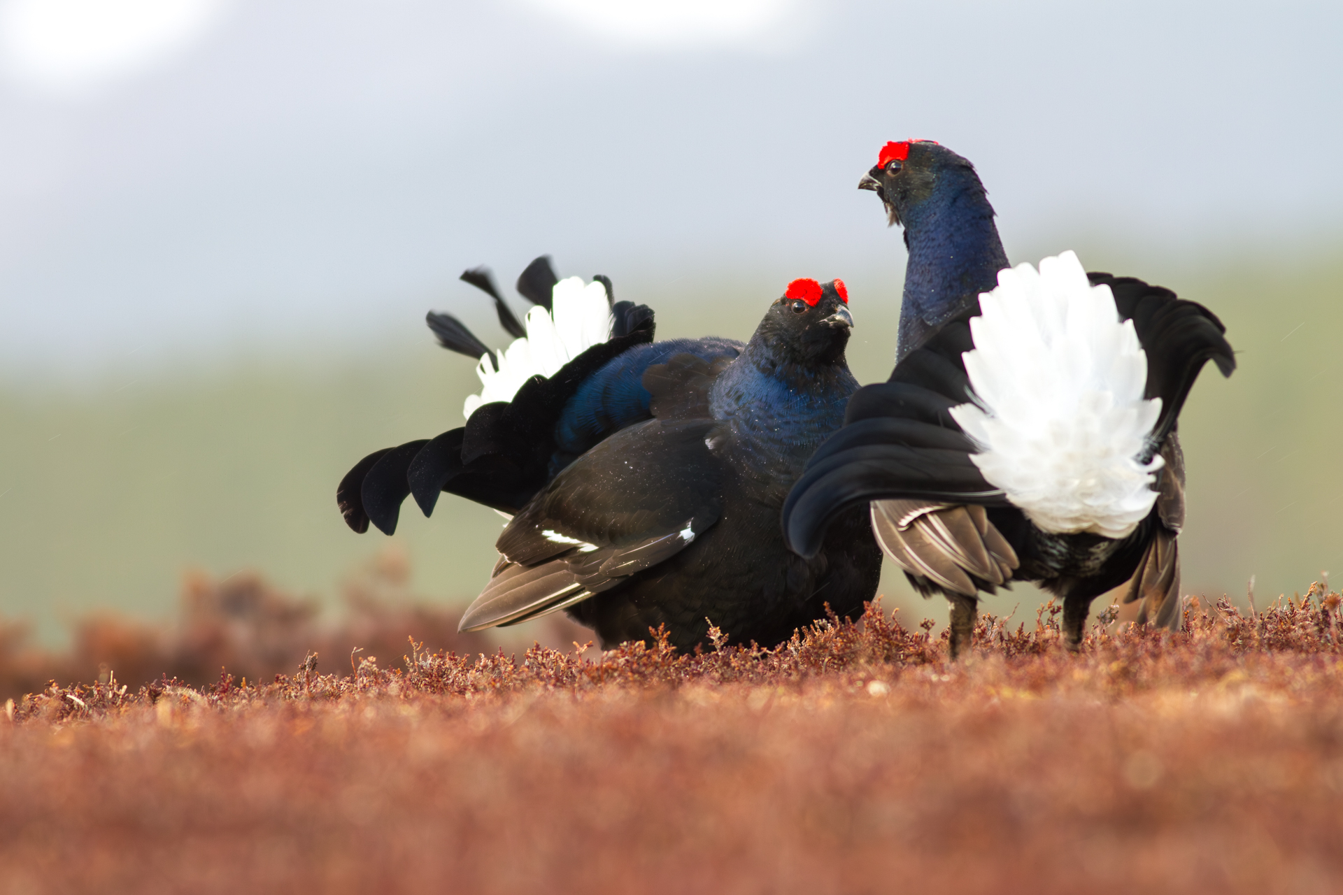 Two black grouse (Tetrao tetrix) males displaying in the rain. Cairngorms National Park, Scotland.