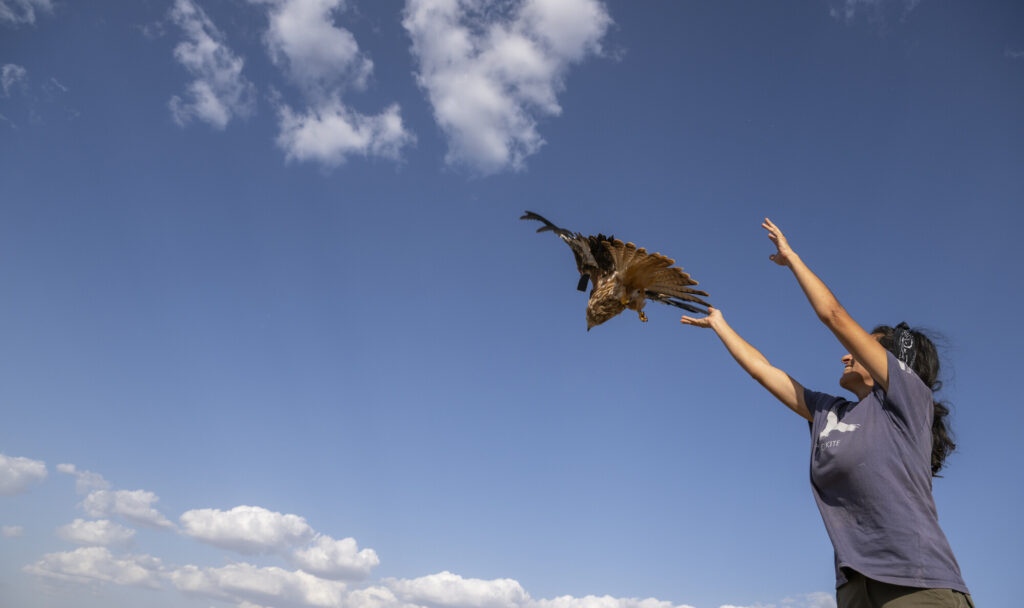 A red kite released into the wild in Extremadura, Spain.