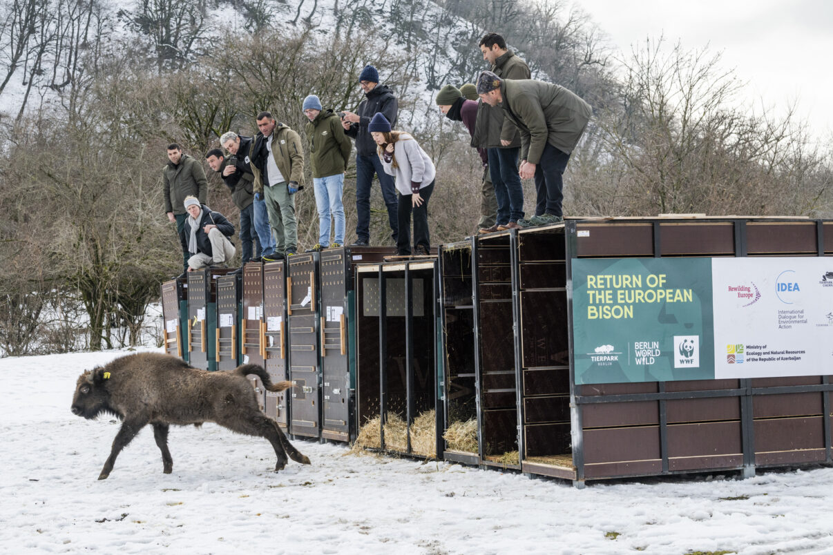 Bison are released into Shadag National Park in Azerbaijan with support from the European Wildlife Reinstatement Fund.
