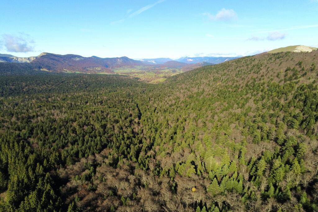 A landscape forest revitalizing the wilderness of the Dauphiné Alps in France