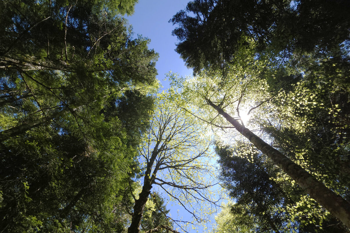 A landscape forest revitalizing the wilderness of the Dauphiné Alps in France