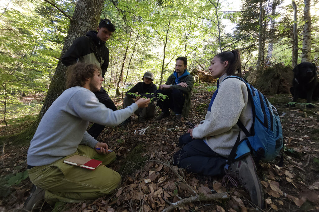 Study of the impact of large herbivores on forest regeneration in the rewilding landscape of the Dauphiné Alps, France.