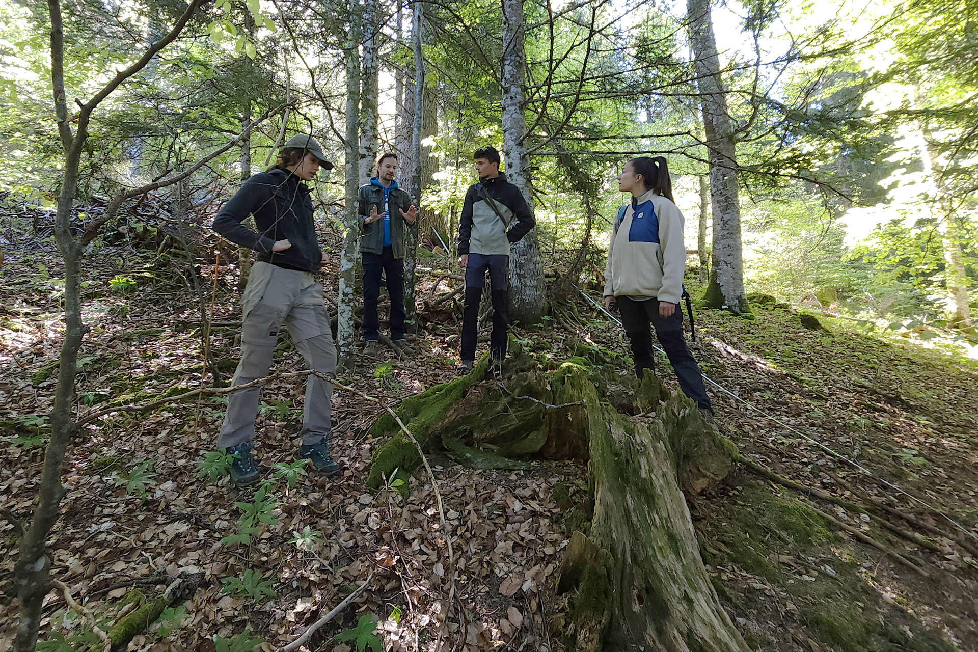 Etude de limpact des grands herbivores sur la regeneration de la foret 2