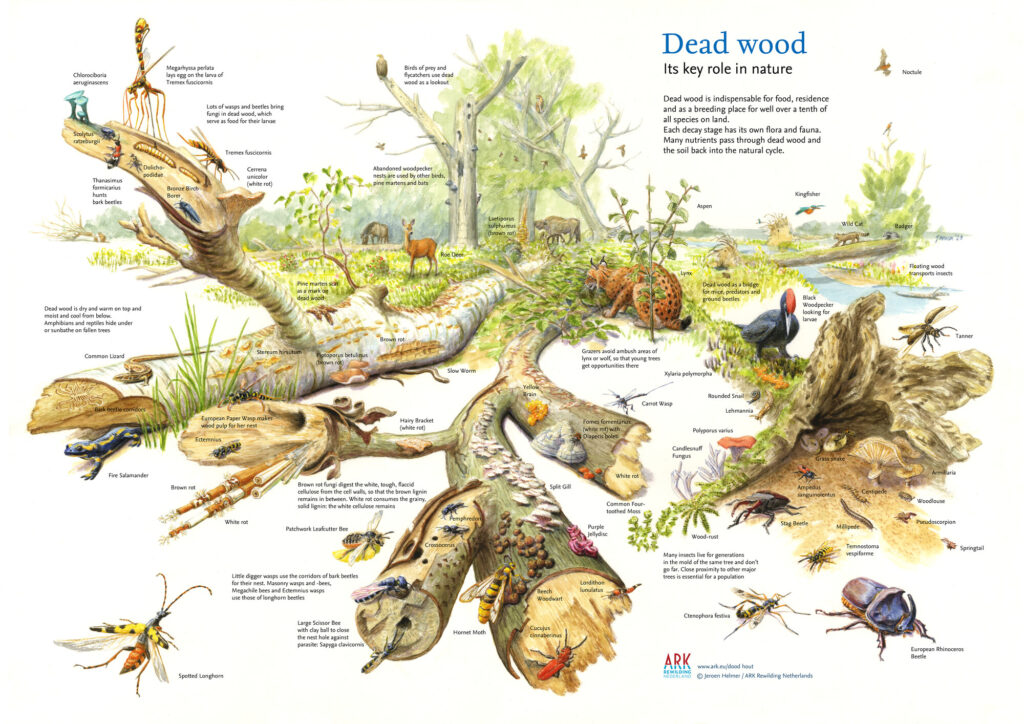 Dead tree illustration: Jeroen Helmer/Ark Rewilding Netherlands