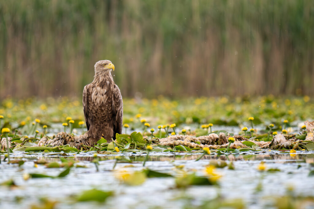 A white-tailed eagle perches on aquatic vegetation in a lake. Ultima Fronteira, Romania.