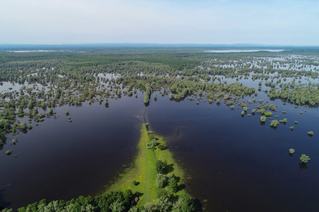 Flooded forest on the floodplain of Lonjsko Polje Nature Park, Croatia.
