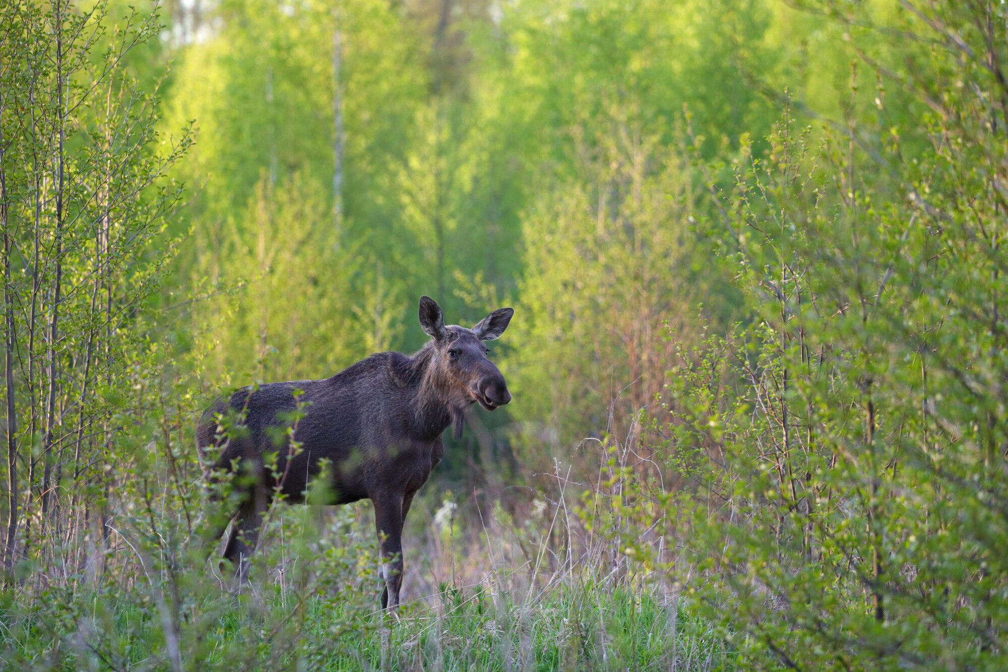 Eurasian Elk aka Moose (Alces alces) in spring, Estonia.