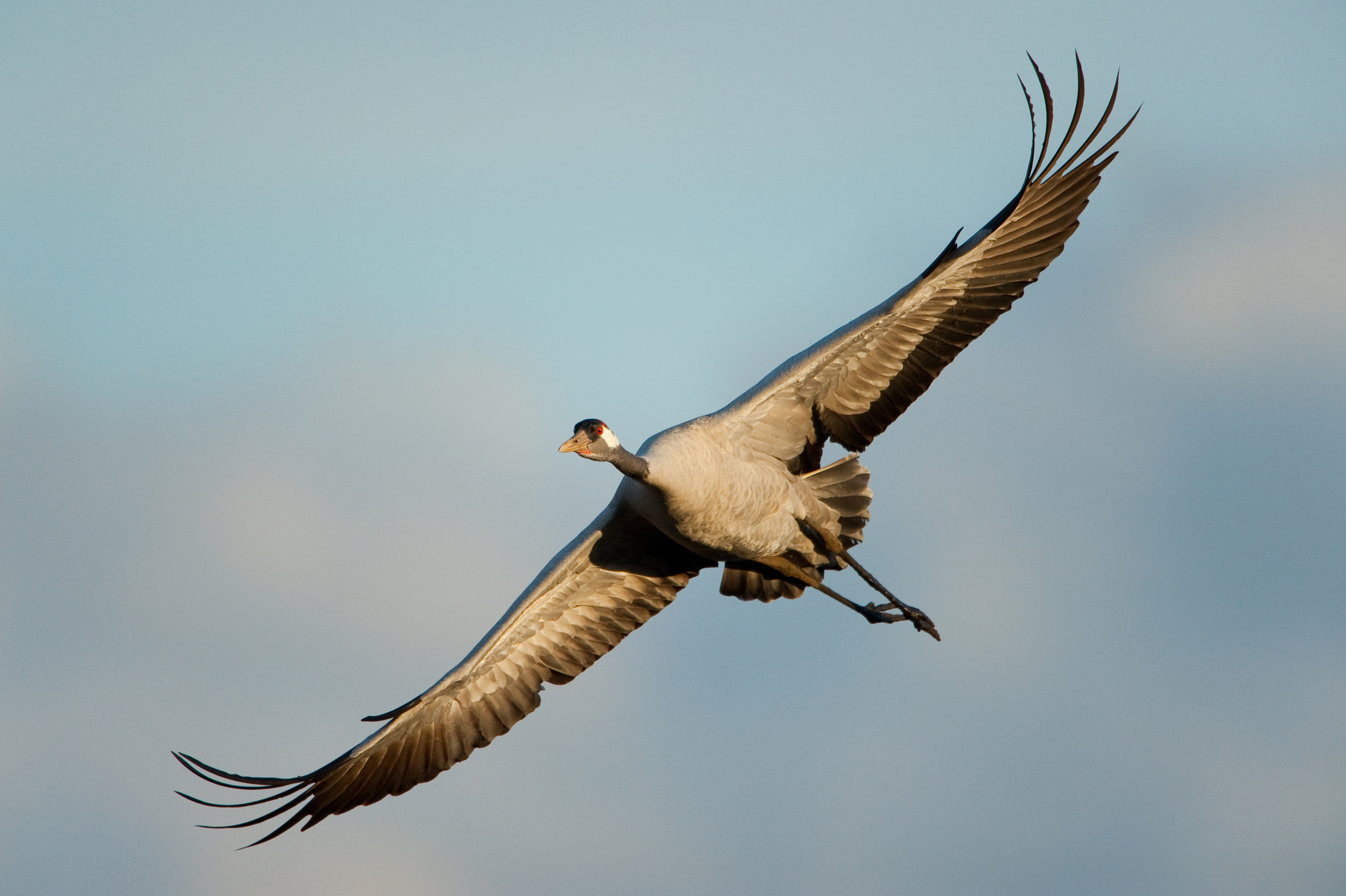 Eurasian crane (Grus grus), Lake Hornborga, Sweden. April 2009. Mission: Sweden (crane and swan)
