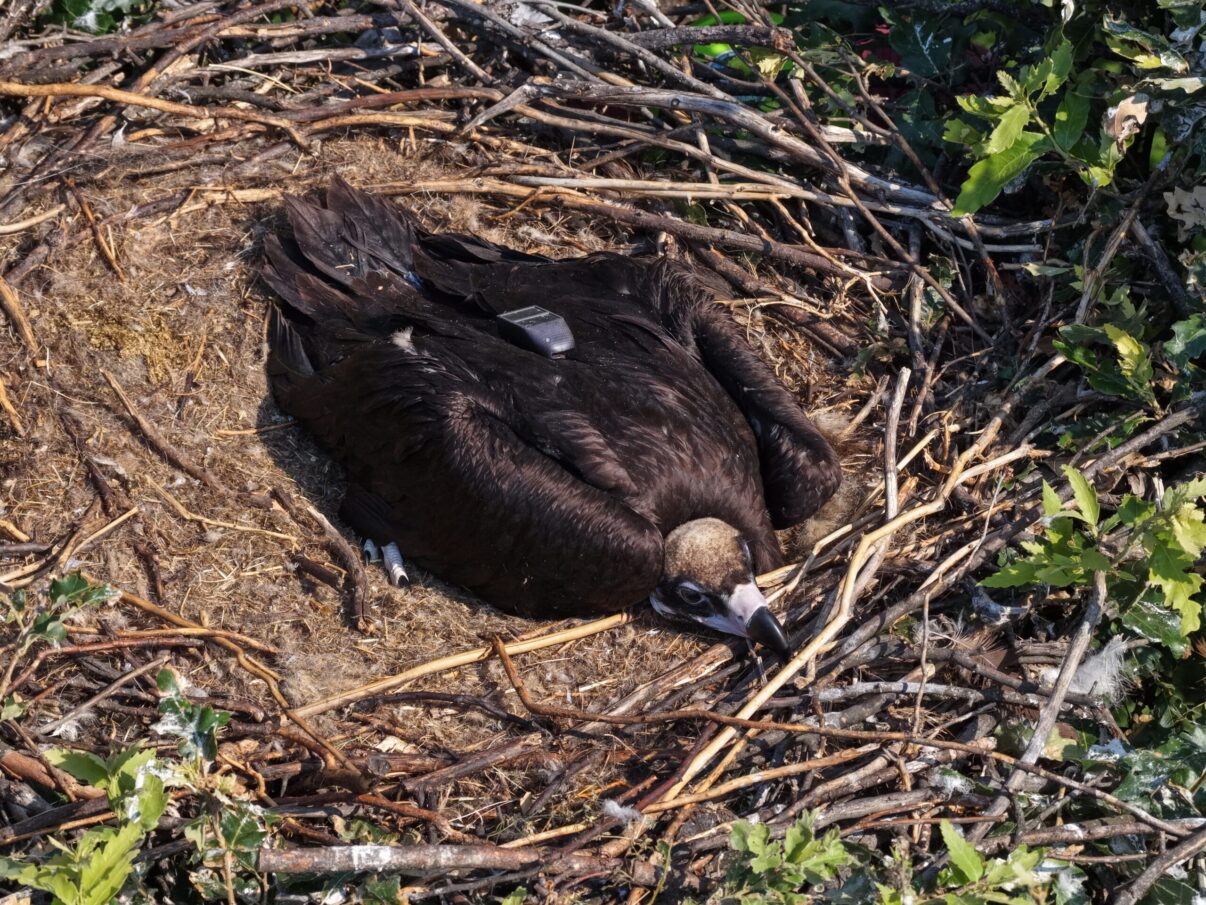 Film eagle nesting in the Rhodope Mountains