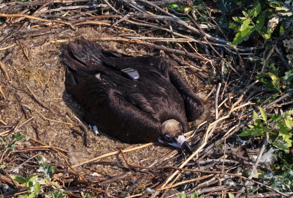 A cinereous vulture on its nest in the Rhodope Mountains