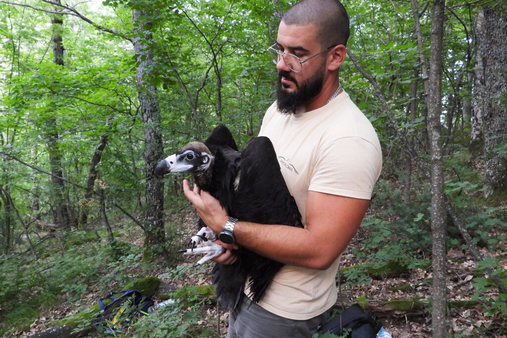 The hatching of the golden eagle chicks marks the beginning of a promising new chapter for the Bulgarian Rhodopes species.